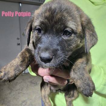 Rescue Australian Cattle Dog Blue Heeler Dogs for Adoption in Rockville, Maryland - Polly Pot Pie | PetCurious