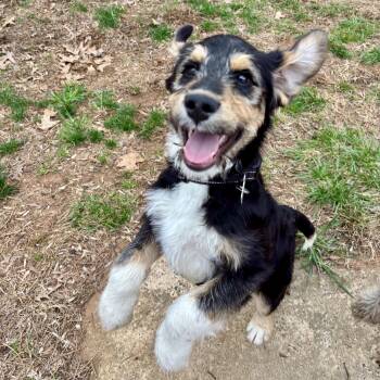 German Shepherd Dog Dogs Available for Adoption - Harry | PetCurious