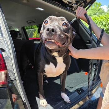 Trixie -  Mixed Breed Dog for Adoption in Huntington, West Virginia - Trixie | PetCurious
