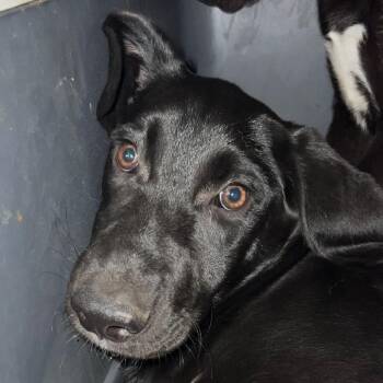 Mixed Breed Dogs Available for Adoption - Taro | PetCurious