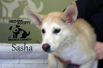 Rescue Shepherd and Husky Dogs for Adoption in Quincy, Michigan - Sasha | PetCurious
