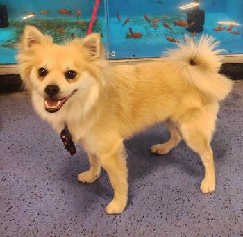 Chihuahua and Pomeranian Dogs Available for Adoption - Hudson | PetCurious
