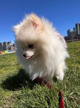 Pomeranian Dogs Available for Adoption in New York, New York - Pixie | PetCurious