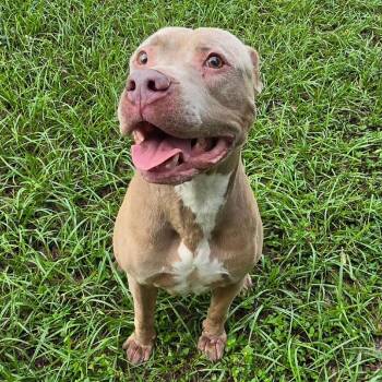 Big -  Mixed Breed Dog for Adoption in Lake Panasoffkee, Florida - Big | PetCurious