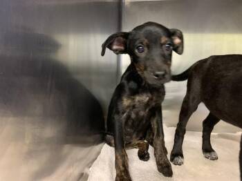 UNO -  American Staffordshire Terrier and Labrador Retriever Dog for Adoption in Grand Prairie, Texas - UNO | PetCurious