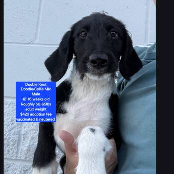 Labradoodle and Collie Dogs Available for Adoption in Oviedo, Florida - Double Knot | PetCurious