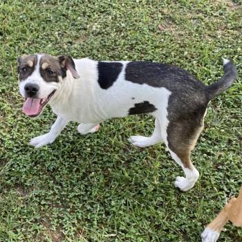 Ray -  Pit Bull Terrier Dog for Adoption in Pembroke, Massachusetts - Ray | PetCurious
