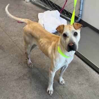 Joleen -  Shar Pei Dog for Adoption in Lake Forest, California - Joleen | PetCurious