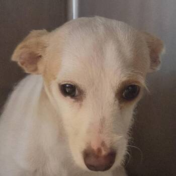 Jay Gatsby -  Mixed Breed Dog for Adoption in Leander, Texas - Jay Gatsby | PetCurious