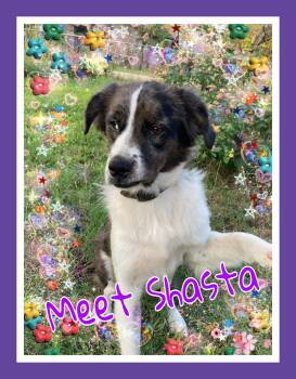 Shasta -  Australian Shepherd and Catahoula Leopard Dog Dog for Adoption in San Antonio, Texas - Shasta | PetCurious