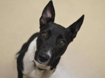 Oreo -  Mcnab and Border Collie Dog for Adoption in Portland, Oregon - Oreo | PetCurious