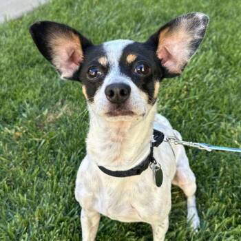 Mareep -  Chihuahua Dog for Adoption in Walnut Creek, California - Mareep | PetCurious