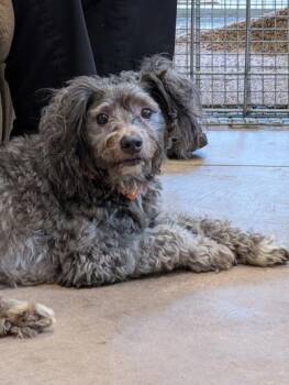 Brisket -  Mixed Breed Dog for Adoption in Bloomsburg, Pennsylvania - Brisket | PetCurious