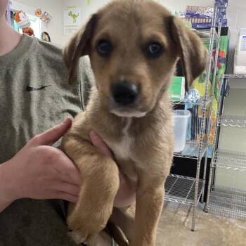 Mixed Breed Dogs Available for Adoption in Eureka Springs, Arkansas - Topanga | PetCurious