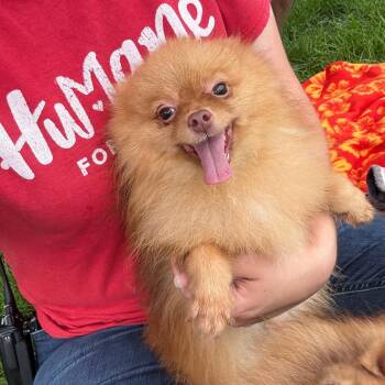 Taquito -  Pomeranian Dog for Adoption in Fort Wayne, Indiana - Taquito | PetCurious