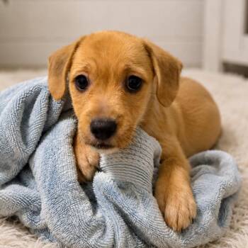 Peanut -  Chihuahua and Dachshund Dog for Adoption in Baton Rouge, Louisiana - Peanut | PetCurious