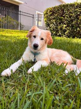Lexie -  Great Pyrenees and Mixed Breed Dog for Adoption in Orlando, Florida - Lexie | PetCurious