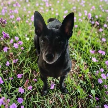 Chihuahua Dogs Available for Adoption - Princess | PetCurious