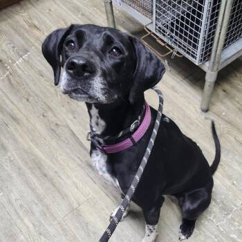 Sassy -  Labrador Retriever and Mixed Breed Dog for Adoption in Summerville, South Carolina - Sassy | PetCurious