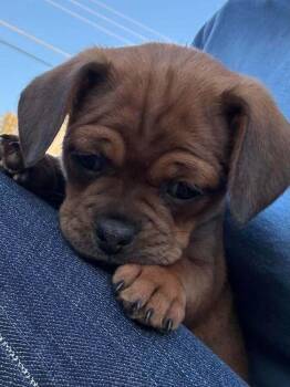 Alice -  Pug and Dachshund Dog for Adoption in Eagle, Idaho - Alice | PetCurious
