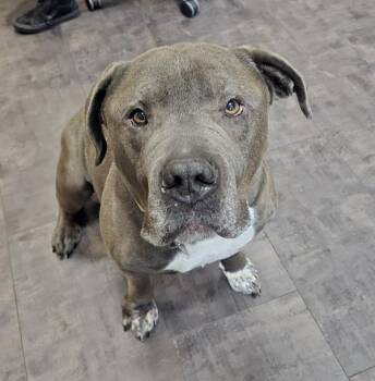 Meatloaf -  Bullmastiff Dog for Adoption in Kennewick, Washington - Meatloaf | PetCurious