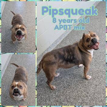 Pit Bull Terrier Dogs Available for Adoption - Pipsqueak | PetCurious
