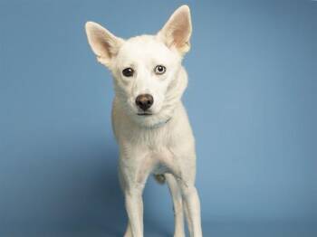 LEA -  Husky and Labrador Retriever Dog for Adoption in Phoenix, Arizona - LEA | PetCurious