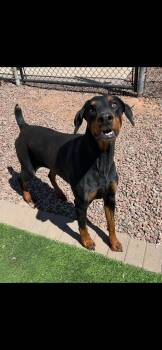 Roxie -  Doberman Pinscher Dog Available for Adoption in Washington, Utah - Roxie | PetCurious