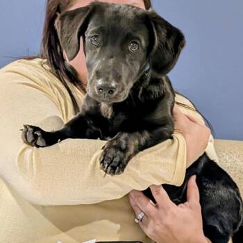 Dachshund and Black Labrador Retriever Dogs Available for Adoption - Chud | PetCurious