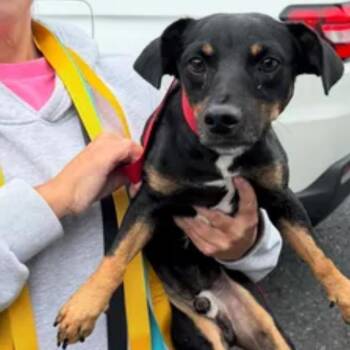 Milton -  Chihuahua and Dachshund Dog for Adoption in Rockville, Maryland - Milton | PetCurious