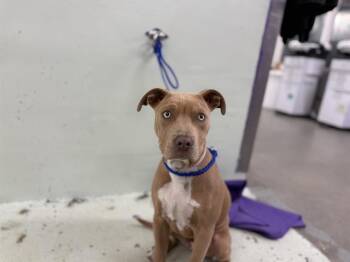 Staffordshire Bull Terrier and Mixed Breed Dogs Available for Adoption - MORPHY | PetCurious