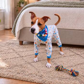 Delanie -  American Staffordshire Terrier and Mixed Breed Dog for Adoption in Oak Point, Texas - Delanie | PetCurious