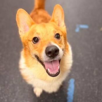 Ricky -  Corgi Dog for Adoption in Youngstown, Ohio - Ricky | PetCurious