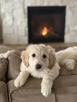 Hugo -  Mixed Breed Dog for Adoption - Hugo | PetCurious