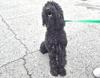 Poodle Dogs Available for Adoption in Houston, Texas - A654350 | PetCurious