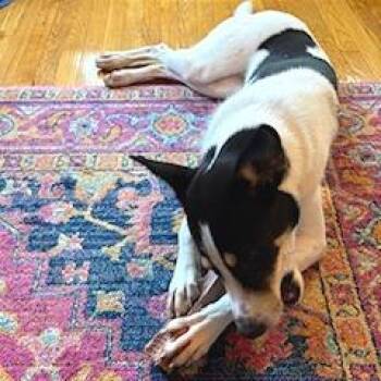 Mars -  Collie and Mixed Breed Dog for Adoption in Chicago, Illinois - Mars | PetCurious