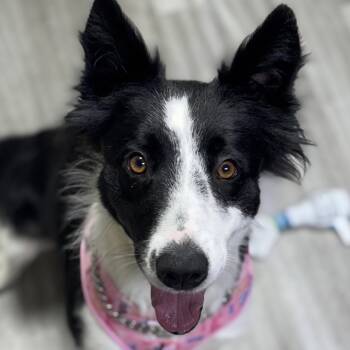 Rescue Border Collie Dogs for Adoption in Pleasanton, California - Piper - ECAS | PetCurious