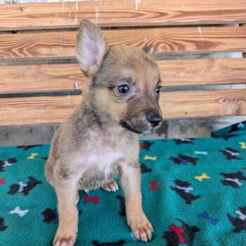 Delaware -  Chihuahua Dog for Adoption in St. Augustine, Florida - Delaware | PetCurious