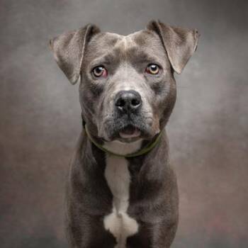 Pit Bull Terrier and Mixed Breed Dogs Available for Adoption - LuLu- ADOPTED | PetCurious