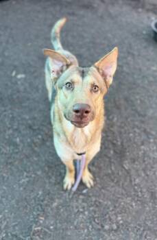 Molluck -  Mixed Breed Dog for Adoption in Chamblee, Georgia - Molluck | PetCurious
