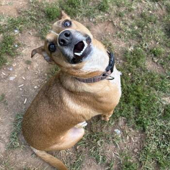 Rescue Cattle Dog Dogs for Adoption in Lynchburg, Virginia - Smokey | PetCurious