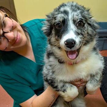 Australian Shepherd Dogs Available for Adoption - Minnie | PetCurious