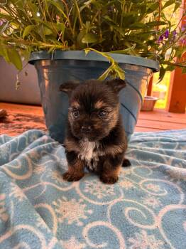 Yorkshire Terrier Dogs Available for Adoption in Pacolet, South Carolina - Rex Apr 26 - Available For Adoption 6/10/26 | PetCurious