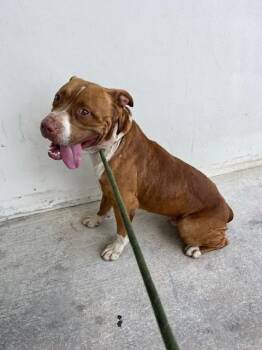 KANO -  Pit Bull Terrier Dog for Adoption in Doral, Florida - KANO | PetCurious