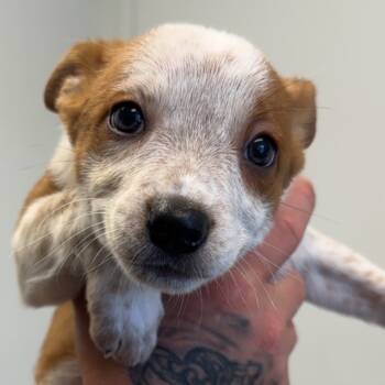 Rescue Cattle Dog Dogs for Adoption in Warrensburg, Missouri - Gingerbread | PetCurious