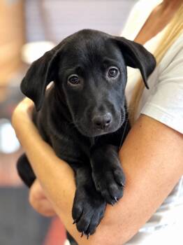 Mulan -  Black Labrador Retriever and Terrier Dog for Adoption in Los Angeles, California - Mulan | PetCurious