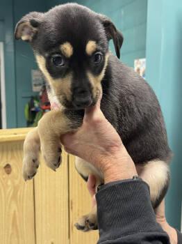 Rescue Mixed Breed Dogs for Adoption in Chattanooga, Tennessee - Dani | PetCurious