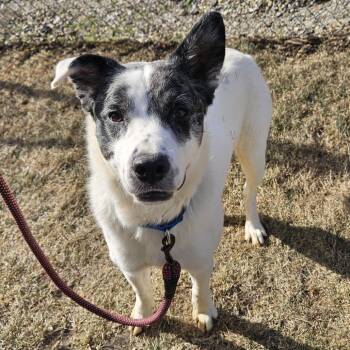 Great Pyrenees and Australian Cattle Dog Blue Heeler Dogs Available for Adoption - Rocky | PetCurious