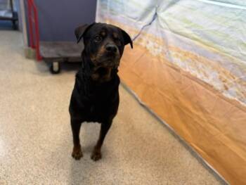 REX -  Rottweiler Dog for Adoption in Doral, Florida - REX | PetCurious
