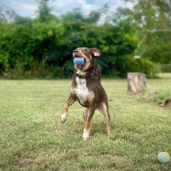 Catahoula Leopard Dog and Border Collie Dogs Available for Adoption - Mavis | PetCurious